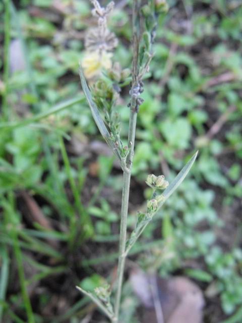 Bupleurum tenuissimum / Bupleuro grappoloso